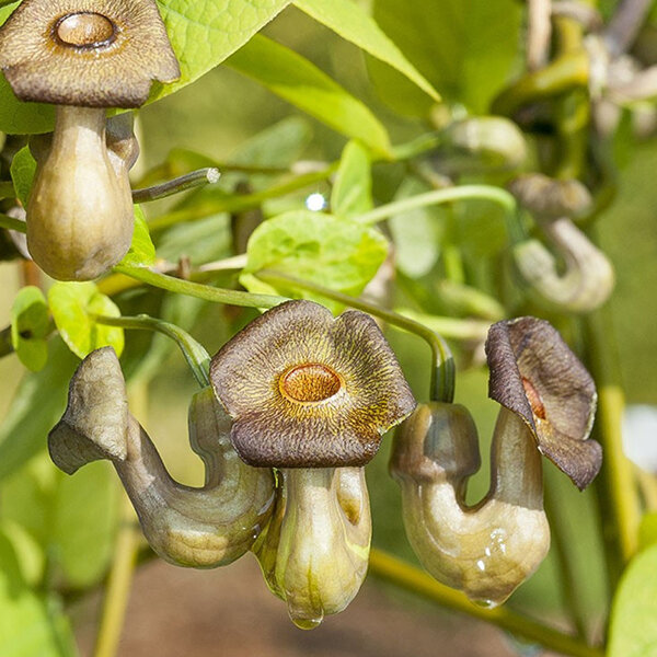 2244129_aristolochia_macrophylla_01