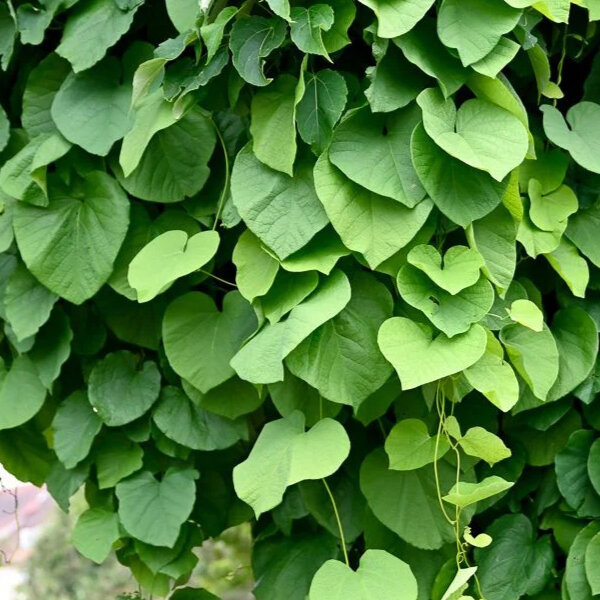 2244129_aristolochia_macrophylla_03