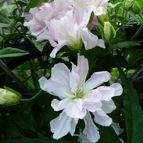 2253735_calystegia_flore_plena_03