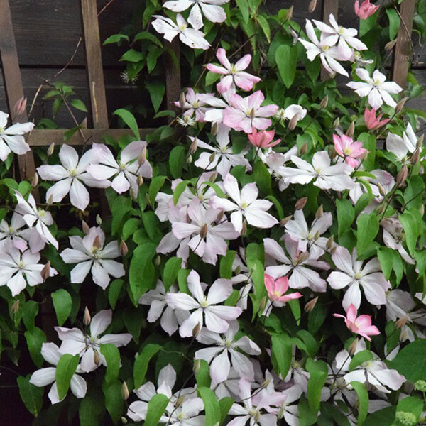 6233978_clematis_ai_nor_02