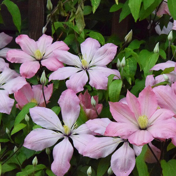 6233978_clematis_ai_nor_03