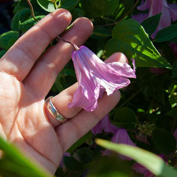 2232393_clematis_alionushka_04