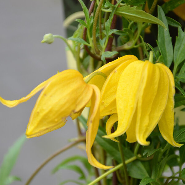 2244145_clematis_bill_mackenzie_01