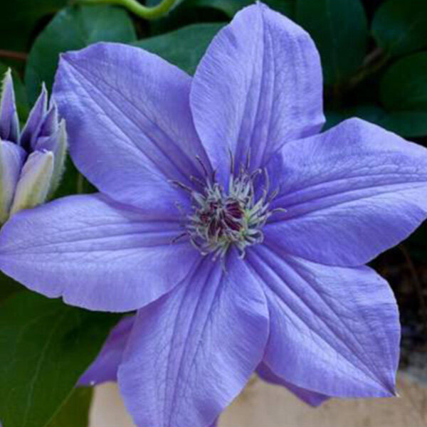 6232394_clematis_blue_pillar_01