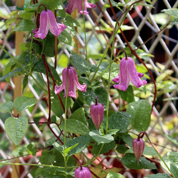 3223347_clematis_fay_01