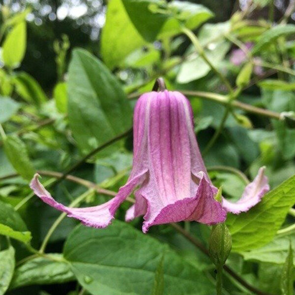 3223347_clematis_fay_04