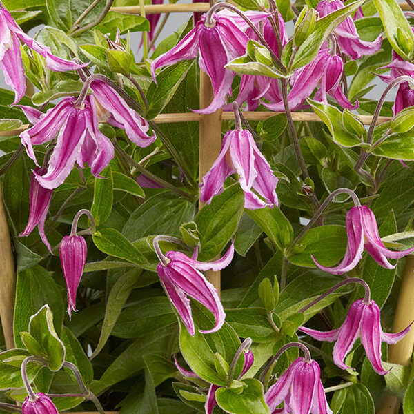 2233351_clematis_hanajima_05