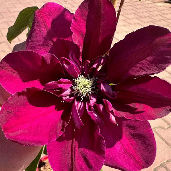 2254154_clematis_hot_love_01