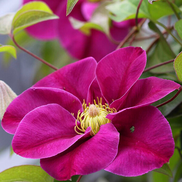 2254154_clematis_hot_love_03