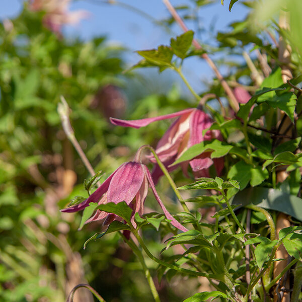 2244155_clematis_jan_iii_sobieski_03