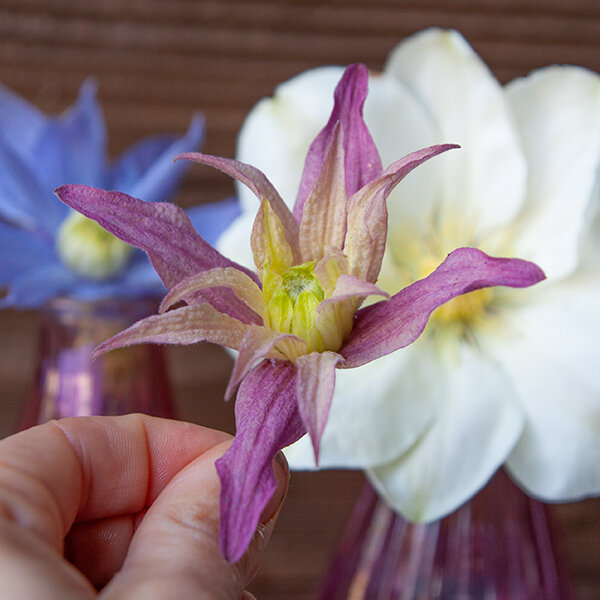 2244155_clematis_jan_iii_sobieski_05