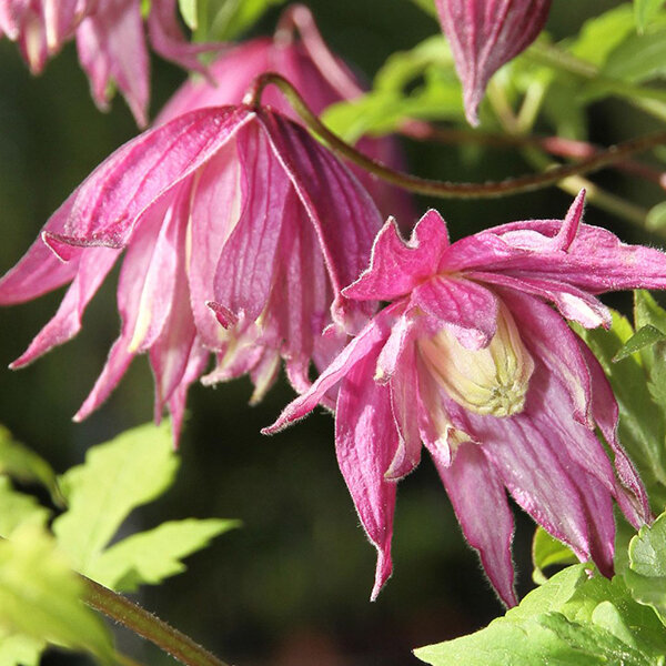 2244155_clematis_jan_iii_sobieski_06