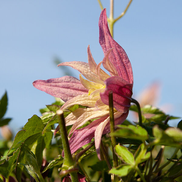 2233738_clematis_janny_04