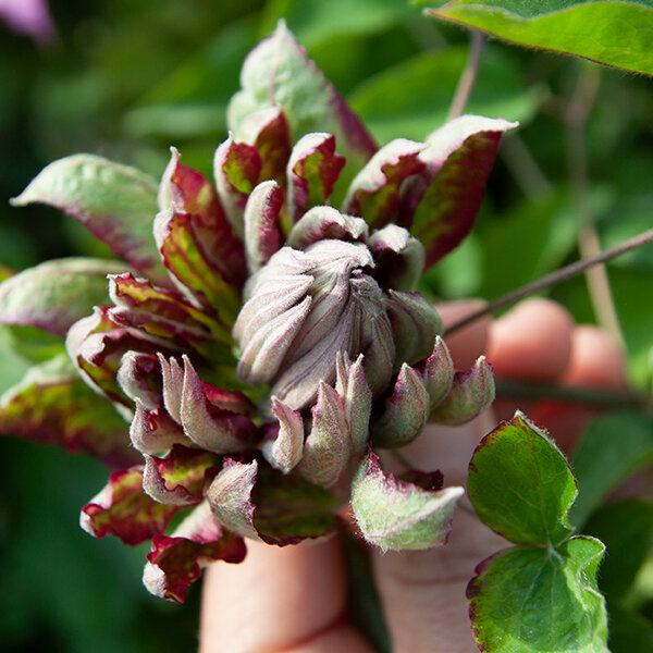 2243025_clematis_kaen_01