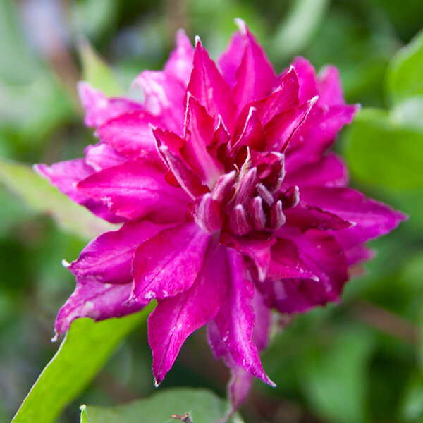 2243025_clematis_kaen_02