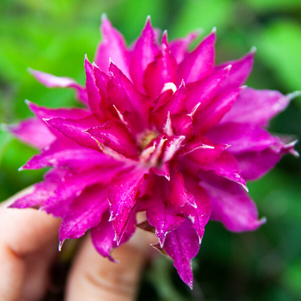 2243025_clematis_kaen_03