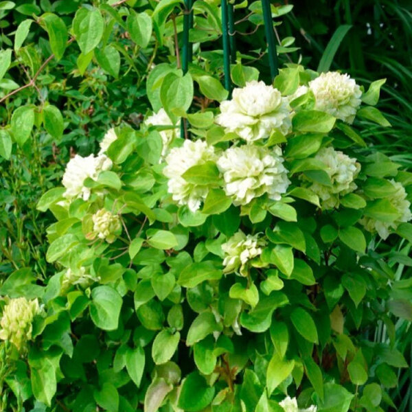 2254157_clematis_kohana_01