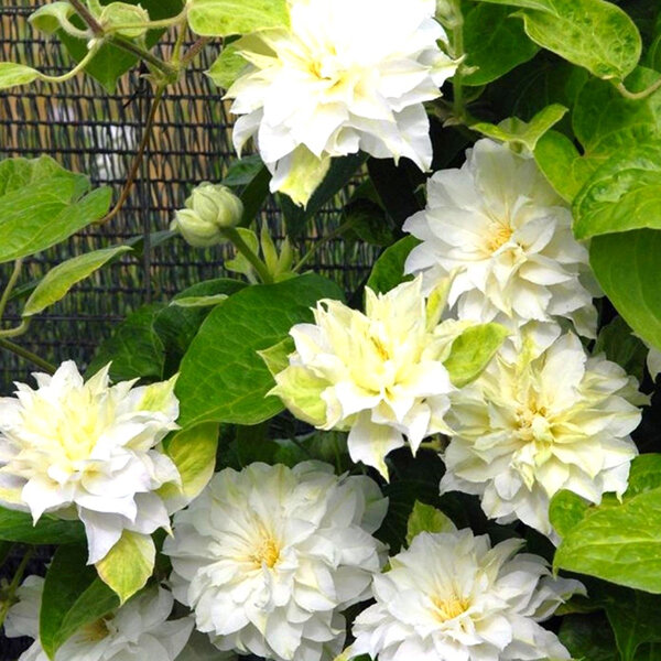 2254157_clematis_kohana_02