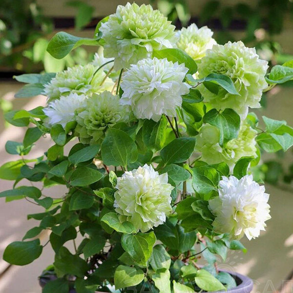 2254157_clematis_kohana_03