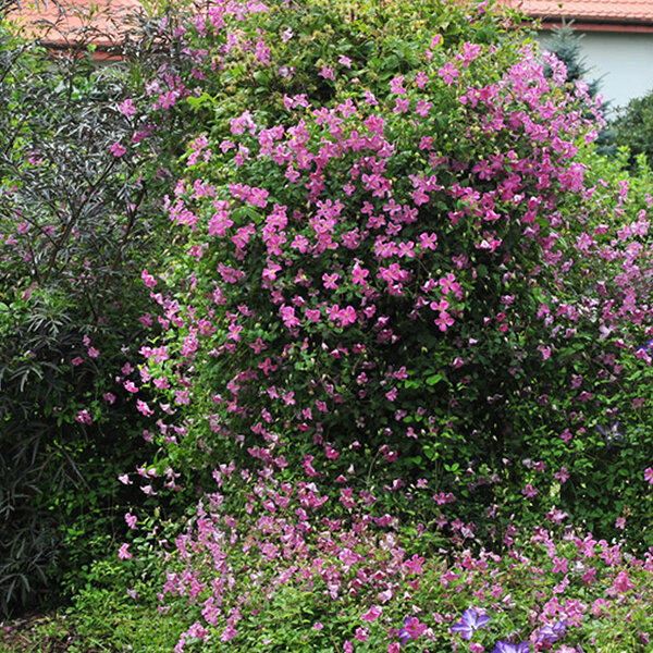 5202089_clematis_krakowiak_01