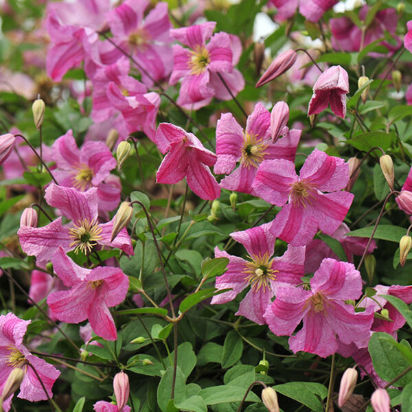 5202089_clematis_krakowiak_02