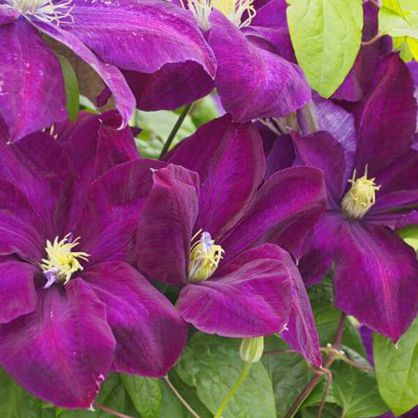 6233979_clematis_monte_cassino_01