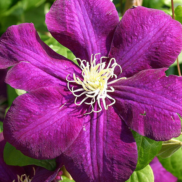 6233979_clematis_monte_cassino_03