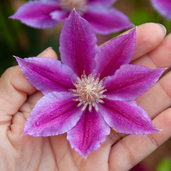 6213027_clematis_piilu_02