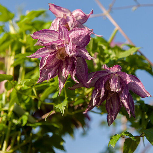 2243359_clematis_pink_surprise_01