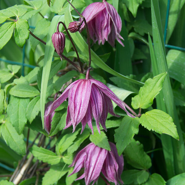 3221506_clematis_purple_dream_03