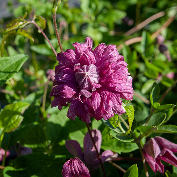 2252409_clematis_purpurea_plena_elegans_02