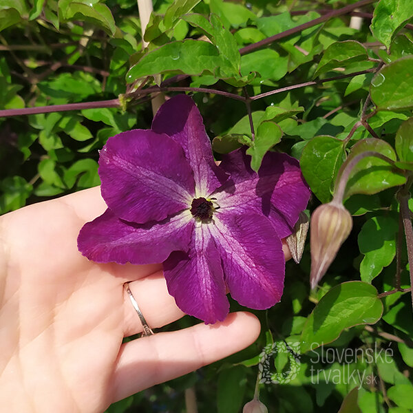 2201509_clematis_venosa_violacea_03