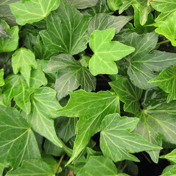 3252129_hedera_green_ripple_01