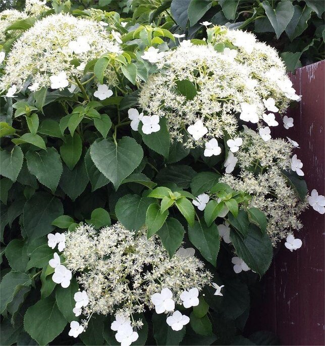 4252810_hydrangea_petiolaris_01