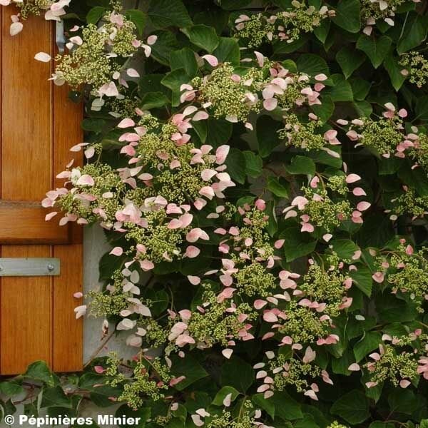 2243374_schizophragma_roseum_03