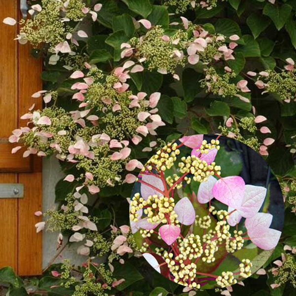 2243374_schizophragma_roseum_04