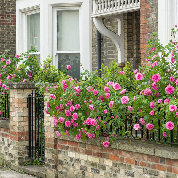 4254606_ruza_gertrude_jekyll_01