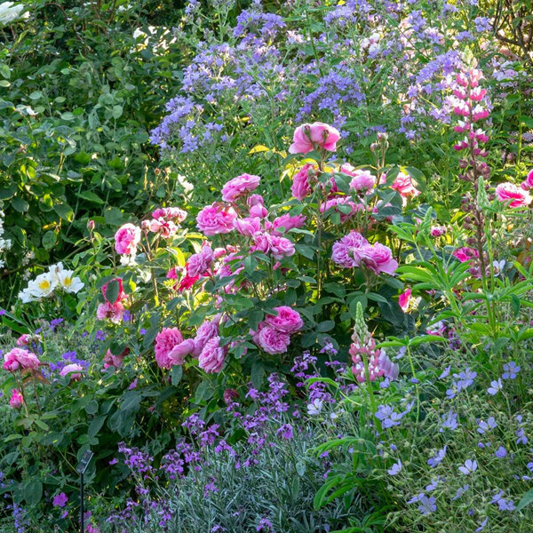 4254606_ruza_gertrude_jekyll_02