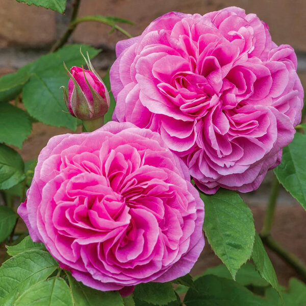 4254606_ruza_gertrude_jekyll_03