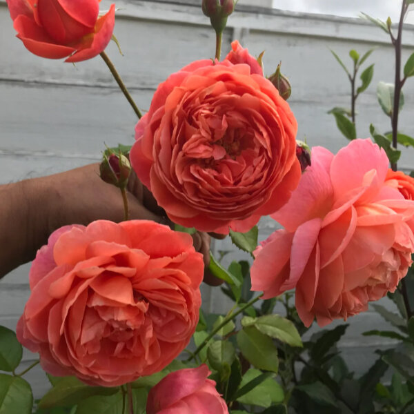 4254601_ruza_summer_song_03