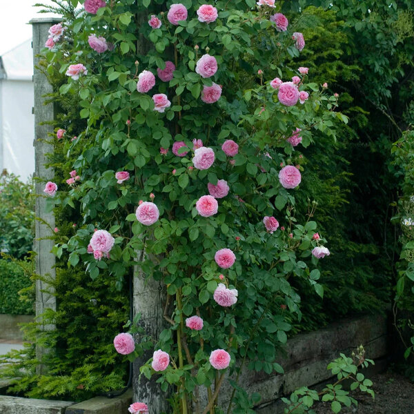 4254590_ruza_james_galway_01