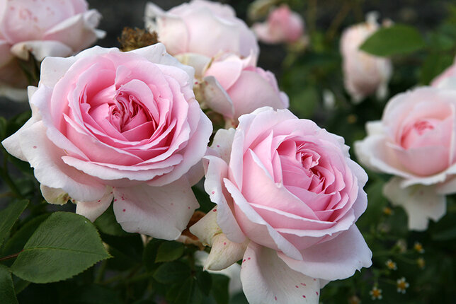 3251825_ruza_wellenspiel_02