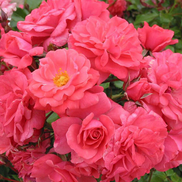 4212854_ruza_bad_birnbach_01