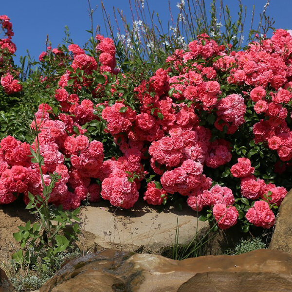 4212854_ruza_bad_birnbach_02