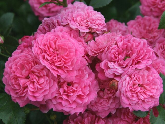 3211794_ruza_pepita_02