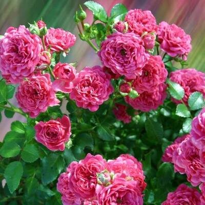 3211794_ruza_pepita_03