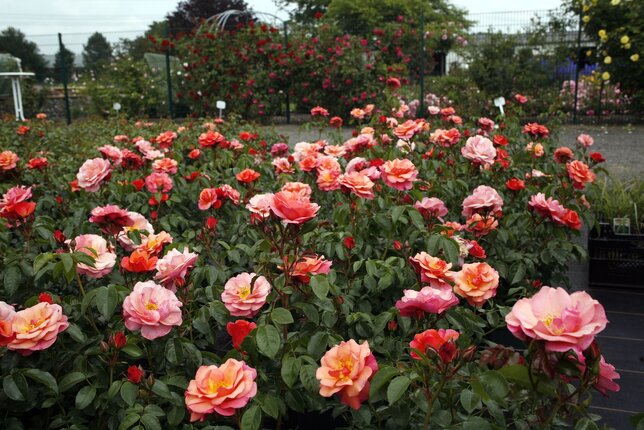 3251740_ruza_aprikola_01