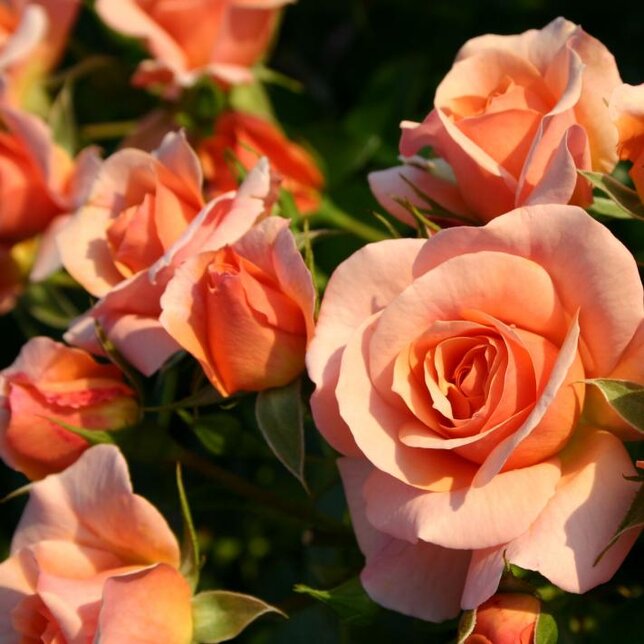 3251740_ruza_aprikola_02