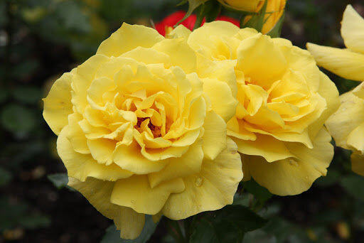 3241758_ruza_friesia_01