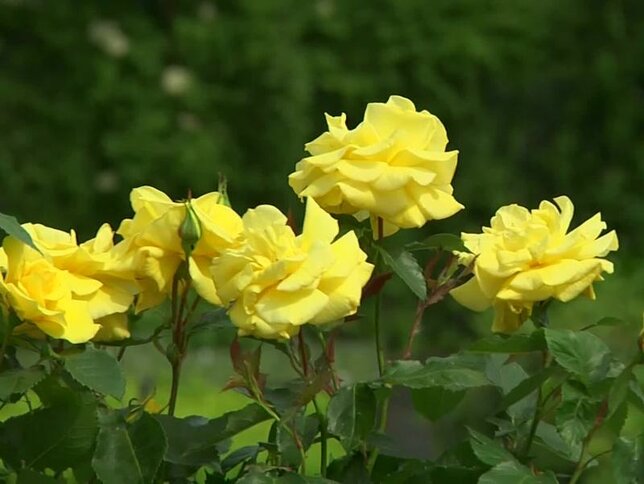 3241758_ruza_friesia_02